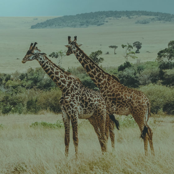 Family safari<br>holidays