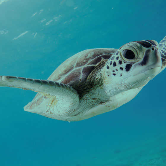 Sustainable<br>family holidays